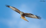 Red Kite 271110_2_3